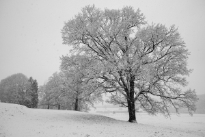 2025-Q1-LE FROID