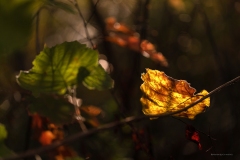Dominique-Mouvet-Automne