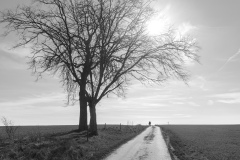 Laurence-Scutnaire-2025-04-2