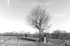 Laurence-Scutnaire-2025-04-3