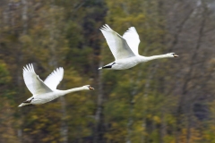 Michael-Haulotte-2026-04-1