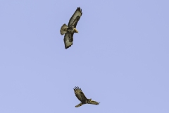 Michael-Haulotte-2026-04-2