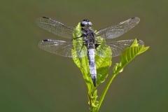 Michael-Haulotte-2026-04-3