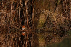 Quentin-Oldenhove-2026-04-1