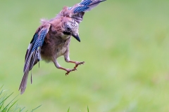 Jacques-delince-2015-12-01