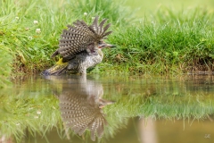 Jacques-delince-2015-12-02