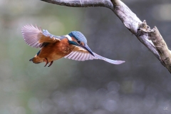 Jacques-delince-2015-12-03