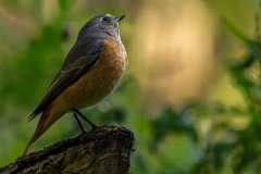 Roxane-De-Joncker-2025-12-2