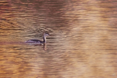 Jacques-Delince-2026-01-03