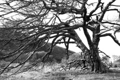 Vincent-Hardi-2025-12-3