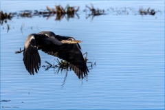 Lac du Der avec Philippe Moes