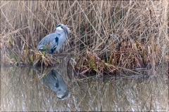 Lac du Der avec Philippe Moes
