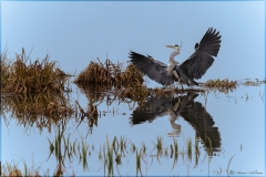 Alain-Moreau-2026-03-3