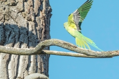 Jacques-Delince-2026-03-2