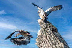 Jacques-Delince-2026-03-3